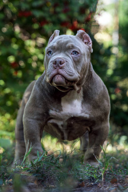 Cute little puppy of American Bully breed, with serious face expression, lilac blue color, white spot on the chest, blue eyes. Cute little puppy of American Bully breed, with serious face expression, lilac blue color, white spot on the chest, blue eyes. Exotic new breed, outdoor, copy space. american bully dog stock pictures, royalty-free photos & images