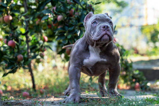 Cute little puppy of American Bully breed, with serious face expression, standing under the apple tree. Cute little puppy of American Bully breed, with serious face expression, standing under the apple tree. Lilac blue color, white spot on the chest, blue eyes. Exotic new breed, outdoor, copy space. blue nose pitbull pictures pictures stock pictures, royalty-free photos & images