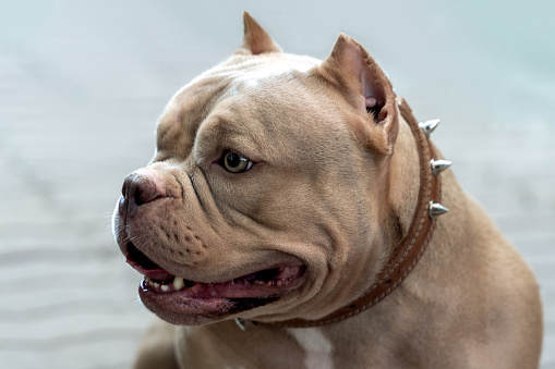 Closeup portrait of expressive lilac brown American bully dog sits on the street. Open mouth, smiling face expression, strong muscular body. Outdoors, copy space.