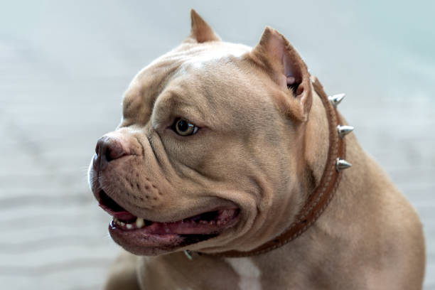 Closeup portrait of expressive lilac brown American bully dog sits on the street. Closeup portrait of expressive lilac brown American bully dog sits on the street. Open mouth, smiling face expression, strong muscular body. Outdoors, copy space. american bully dog stock pictures, royalty-free photos & images