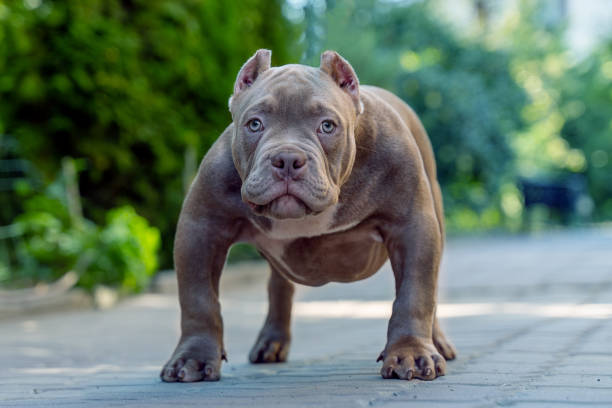 Cute little puppy of American Bully breed, with serious face expression, lilac blue color, white spot on the chest, blue eyes. Cute little puppy of American Bully breed, with serious face expression, lilac blue color, white spot on the chest, blue eyes. Exotic new breed, outdoor, copy space. blue nose pitbull pictures pictures stock pictures, royalty-free photos & images