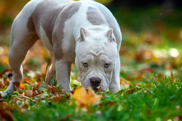Five months old puppy of American Bully dog, with serious face expression, of white color with lilac spots, blue eyes, walking in autumn park. Five months old puppy of American Bully dog, with serious face expression, of white color with lilac spots, blue eyes, walking in autumn park. Exotic new breed, outdoor, copy space. american bully dog stock pictures, royalty-free photos & images