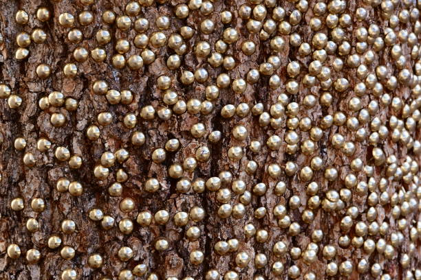 istock Texture of golden thumbtacks  on trunk, Rocamadour 1424975470