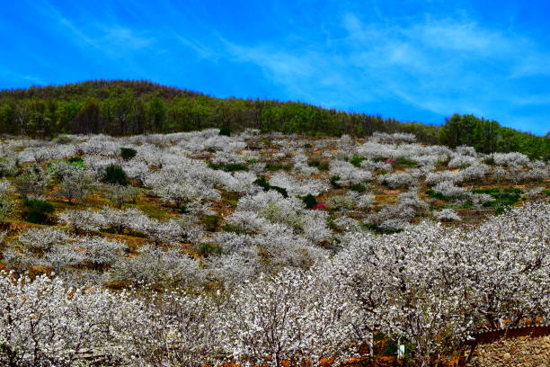 Cherry blossom landscape, Jerte Valley, Spain