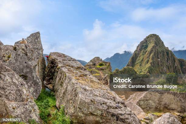 Chinchillas At Machu Picchu Peru Stock Photo - Download Image Now - Ancient, Ancient Civilization, Andes