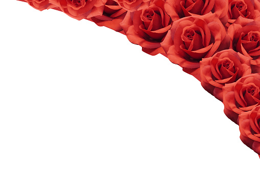 red roses stacked on white background, nature, object, decor, banner, template