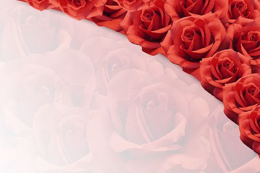 red roses stacked on blur red rose on white background, nature, object, decor, banner, template, copy space