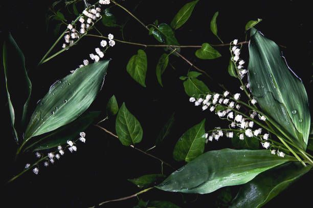 Flowers and leaves floating on dark water in a well or pond.