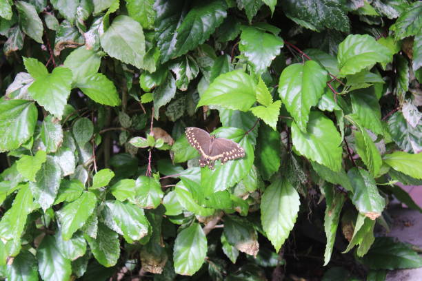 istock Butterfly and the likes 1424979516