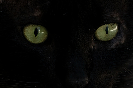 A close up portrait of a black, green eyed domestic cat.