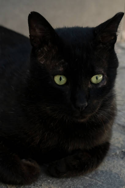 istock A Black, Green Eyed Cat 1424979644