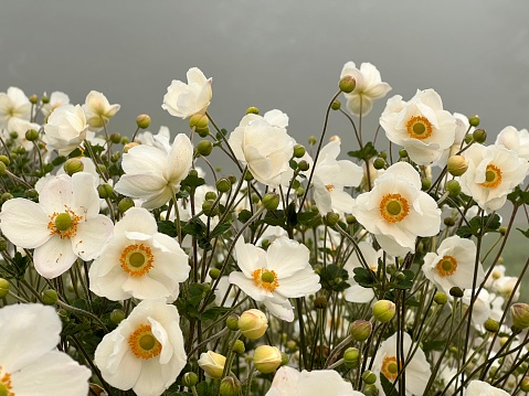 Close-up of white blossoms of Japanese anemone (anemone hupehensis) with blurry background