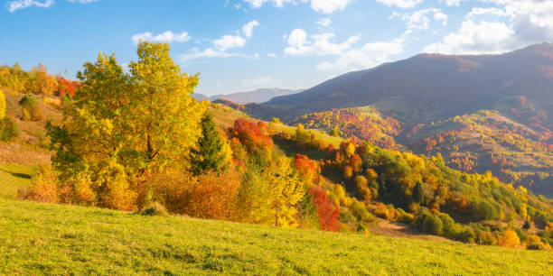 istock mixed forest on a slope of a hill in autumn 1424983292