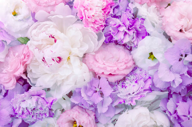 750+ Carnation Pictures | Download Free Images on Unsplash