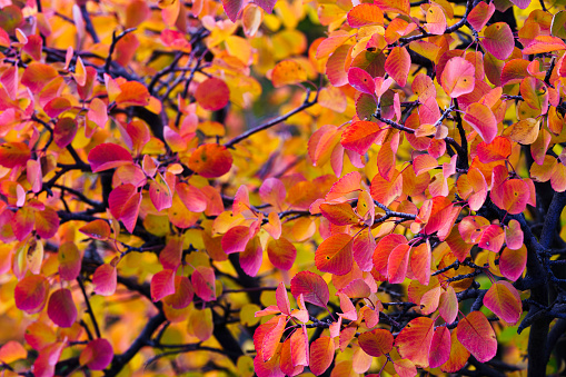 Serviceberry Bush Autumn Fall Colors