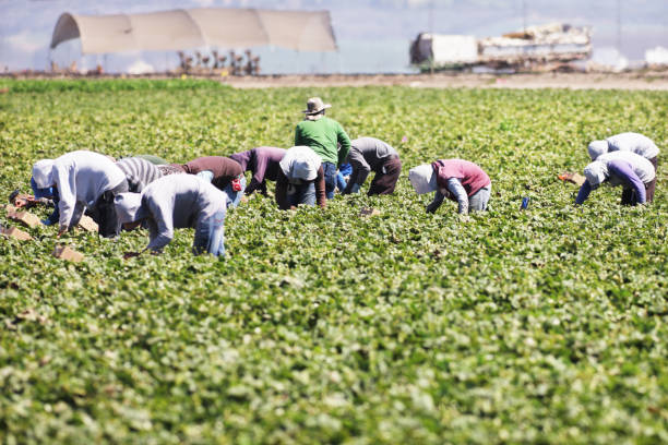 trabajadores migrantes agrícolas cosechando fresas a mano - farm worker fotografías e imágenes de stock