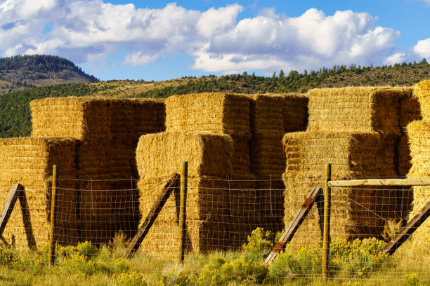 istock Hay Bales Stacked Up Outdoors at Ranch 1424987368