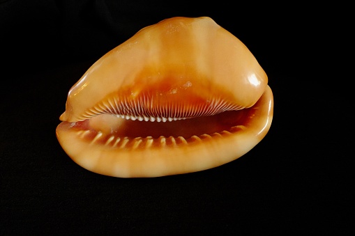 Macro of sea shell - curves and layers are covered with pearl - great for background