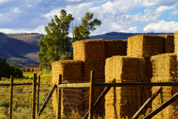 istock Hay Bales Stacked Up Outdoors at Ranch 1424988770