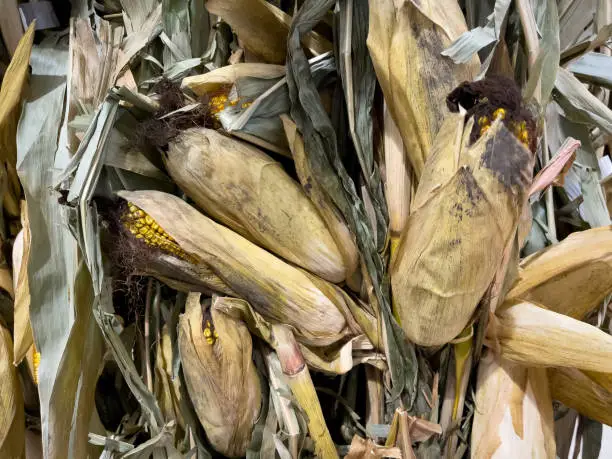 Dried cornstalks full frame background