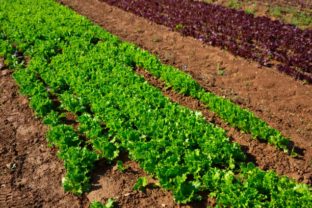 istock Green lettuce plants carefully growing 1424989204