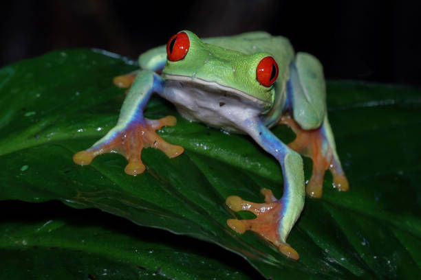 istock Red-eyed amazon tree frog on leaves, Agalychnis callidryas 1424989830