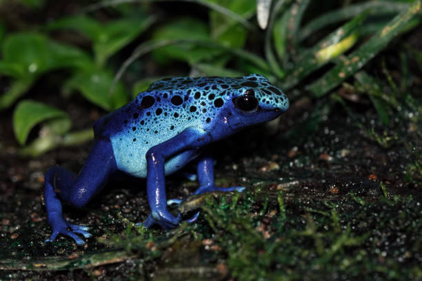 Blue poison dart frog, Dendrobates tinctorius azureus side view, blue poison dart frog dendrobates tinctorius azureus stock pictures, royalty-free photos & images