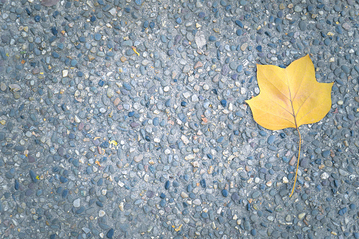 Autumn leaf on asphalt
