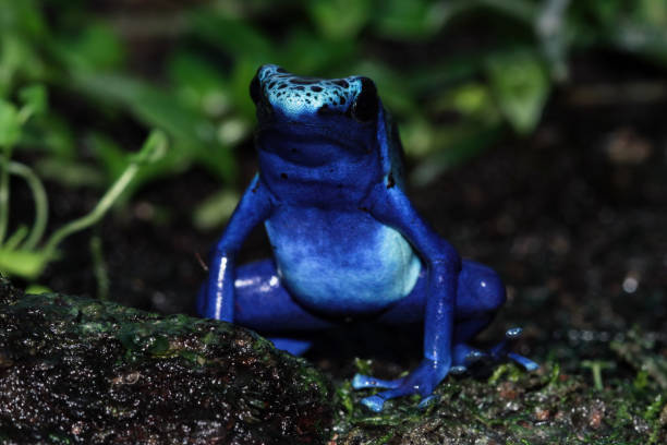 istock Blue poison dart frog, Dendrobates tinctorius azureus 1424989880