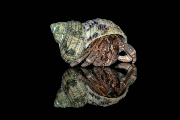 close-up of beautiful hermit crab - hermit crab pets animal leg shell imagens e fotografias de stock