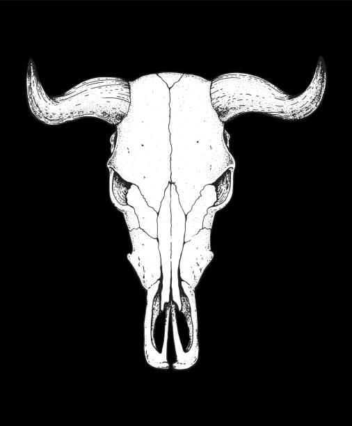 istock Buffalo Skull and sketch. Hand drawn illustration. Wild west print. Vector illustration. Tattoo vintage print. Buffalo Skull T-shirt design. 1424991091