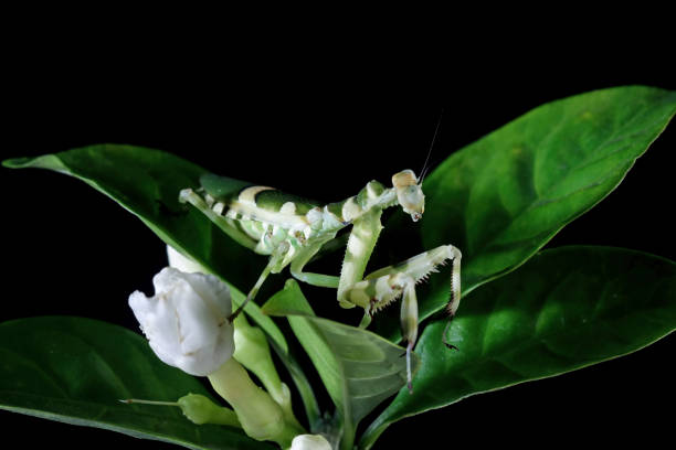 istock Banded flower mantis on a leaves 1424991104