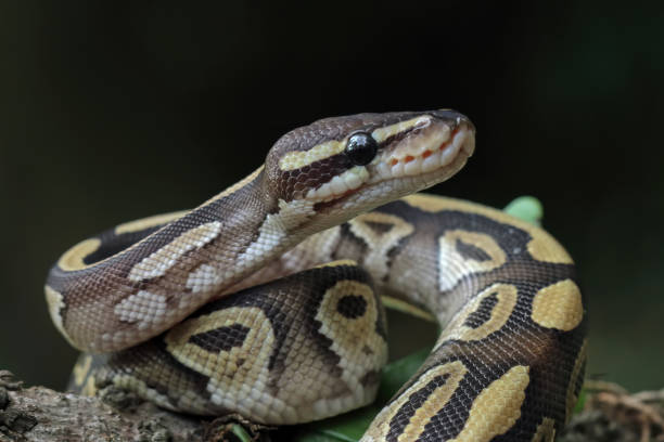 serpiente pitón bola de cerca en la rama - boa fotografías e imágenes de stock