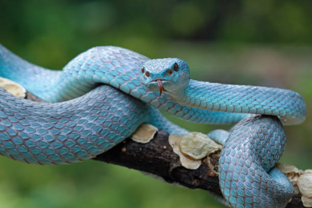 istock Blue viper snake closeup on branch 1424991176
