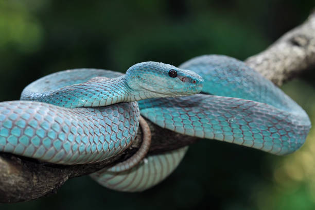 istock Blue viper snake closeup on branch 1424991177