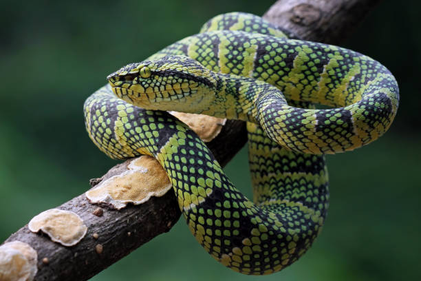 serpientes víbora de foso wagleri en rama, primer plano animal - waglers temple viper fotografías e imágenes de stock