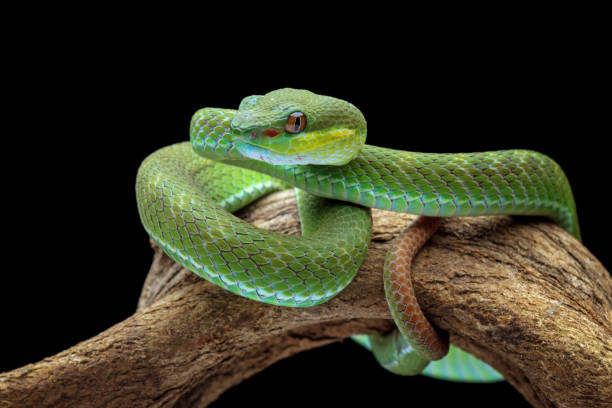 istock poisonous green snake above the branch 1424991479