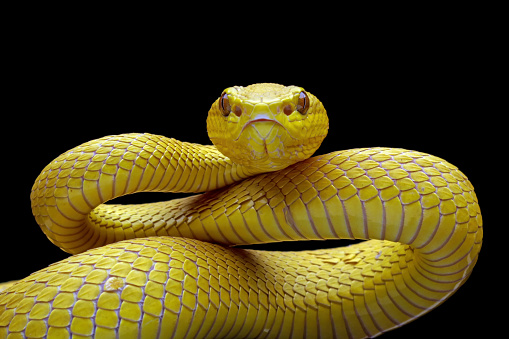 Coiled rattlesnake on white background.