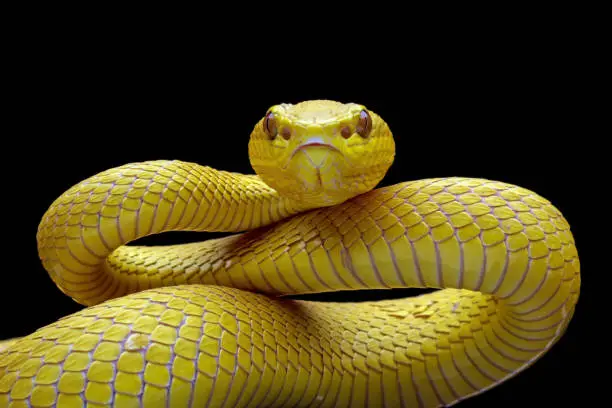 very venomous yellow snake is angry, animal closeup