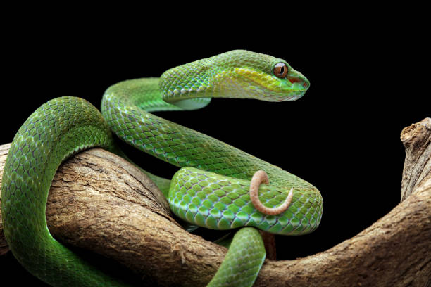 istock poisonous green snake above the branch 1424991758