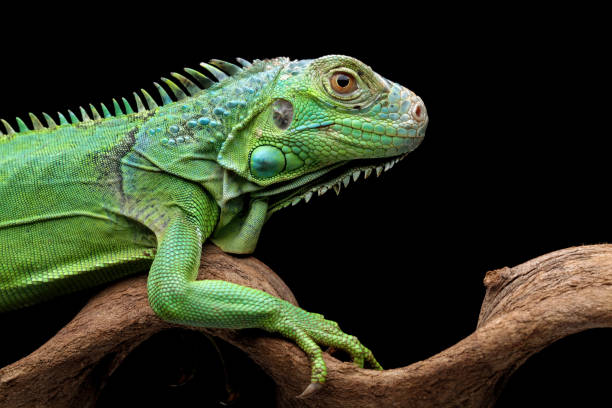 istock green iguana head and spikes 1424991792