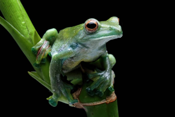 istock Jade tree frog, rhacophorus dulitensis 1424991898