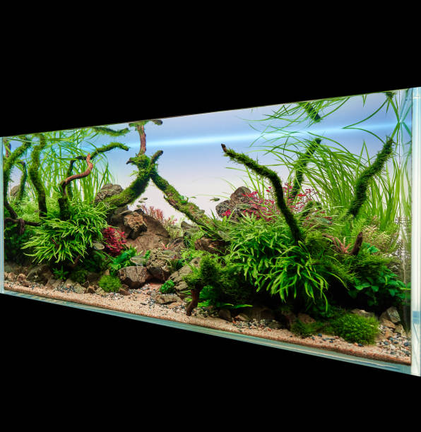 istock Aquascaped aquarium with live plants in isometry 1424992105