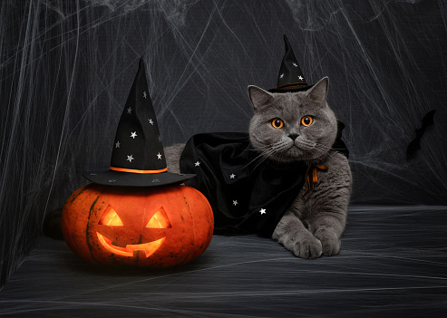 Halloween pumpkin jack o lantern and cute british cat in a wizard costume on a dark background. Halloween cat in a witch hat and a mantle with stars.