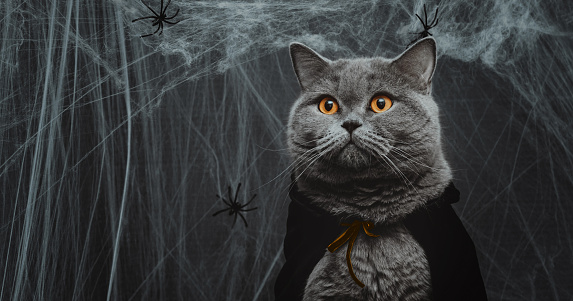 Portrait of a cat in a cape on a dark gray background closeup. Halloween cat in a vampire costume. Banner. Copy space.