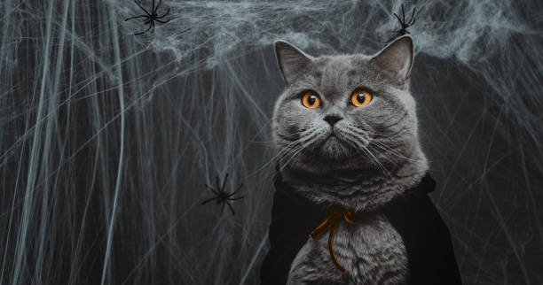 Portrait of a cat in a cape on a dark gray background closeup. Halloween cat in a vampire costume. Banner. Copy space. Portrait of a cat in a cape on a dark gray background closeup. Halloween cat in a vampire costume. Banner. Copy space. black cat costume stock pictures, royalty-free photos & images