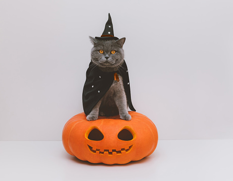 Halloween cat in a witch hat and mantle with stars on a white background. British cat in a wizard costume sitting on a large pumpkin. Copy space.