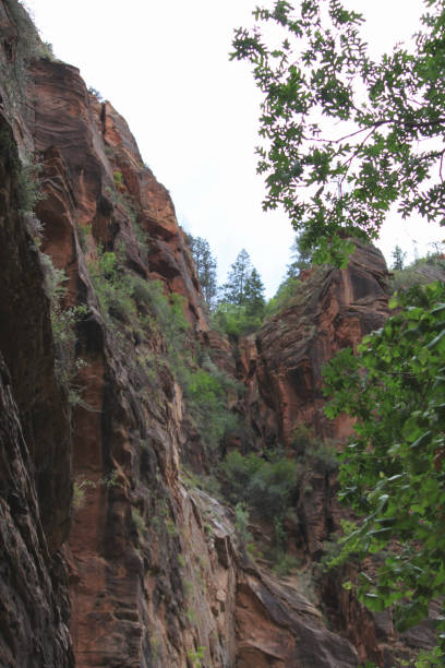 istock Dense overgrowth and lush foliage lines the hiking trails deep within the Utah wilderness 1424993588