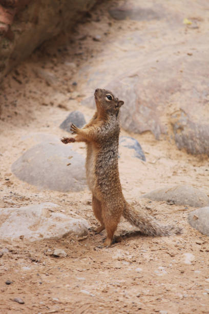 istock Small furry rock squirrel flaunts its bushy tail while standing alert within a sandy meadow in the Utah wilderness 1424993651