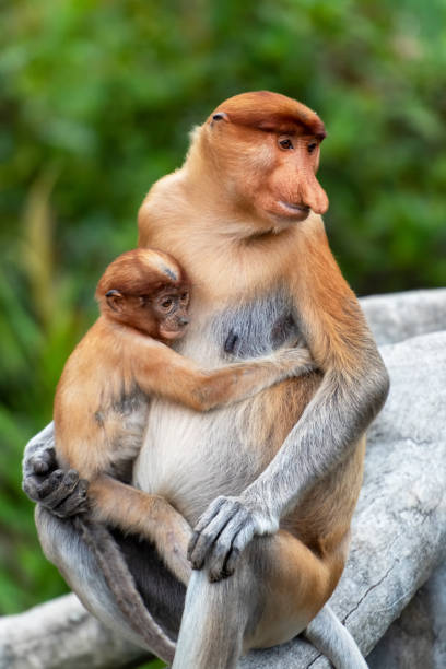 Proboscis Monkey (Nasalis larvatus) with infant baby in Sandakan
